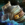 Ward Knight's Shoulders.png