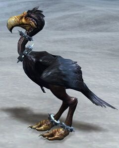 Black Moa.jpg