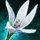 Itlaocol's Flower.png