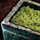 Jar of Mint-Parsley Sauce.png