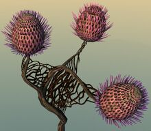 Potted Sprouting Night Thistle close-up.jpg