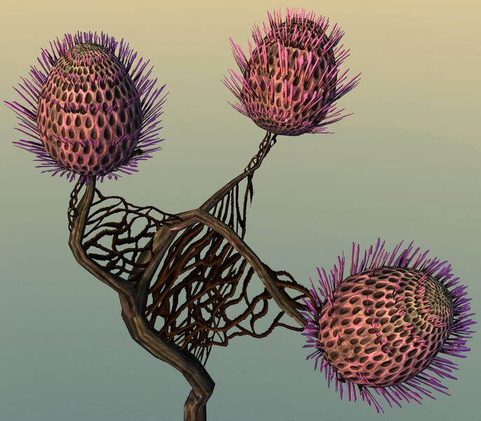File:Potted Sprouting Night Thistle close-up.jpg