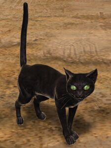 Cat (black).jpg