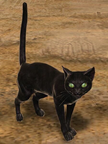 File:Cat (black).jpg