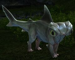 Kitshark Pup.jpg