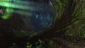 Pedipalp Roots Fyonna.jpg