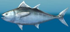 Silver Tuna.jpg