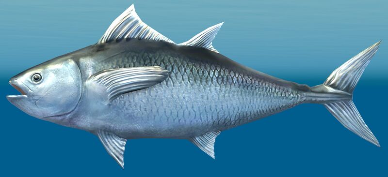 File:Silver Tuna.jpg