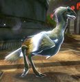 Moa challenger.