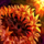 Fire Orchid Garland.png