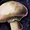 Mushroom.png