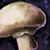 Mushroom.png