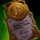 Threat- Xedra Tahz Tahom.png