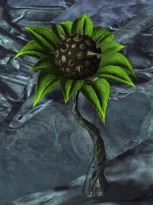 Bursting Bramble.jpg