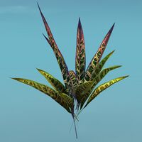 Hardy Island Fern.jpg
