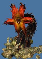 Mini Crimson Great Jungle Wurm.jpg