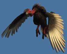 Mini Desert Vulture.jpg