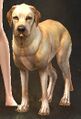 Mini Golden Labrador.jpg