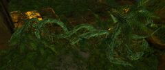 Overgrown Vine.jpg