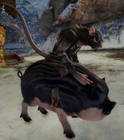 Tirabikkr mounted.jpg