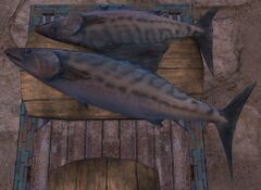 Marinated Shark Meat.jpg