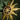 Spearmarshal's Plea.png