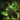 Nightmare Corsage.png