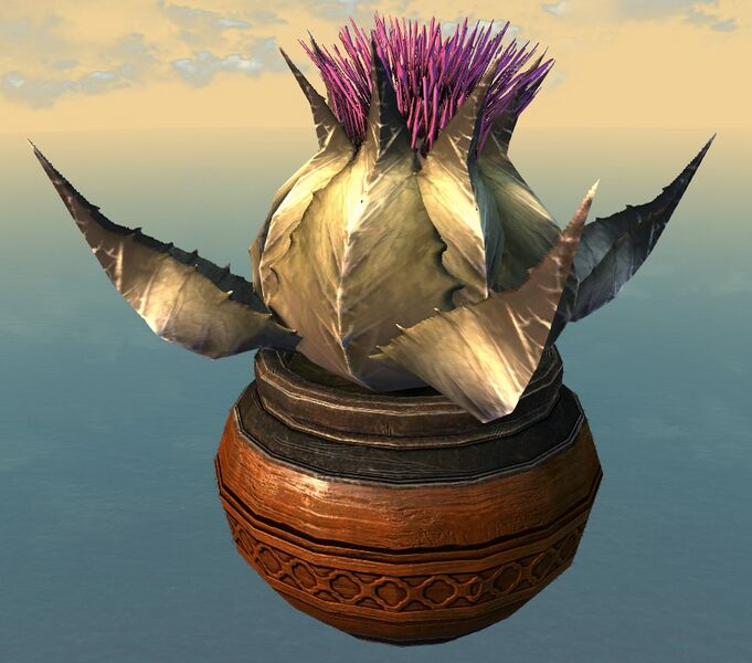 File:Potted Night Thistle Bud.jpg