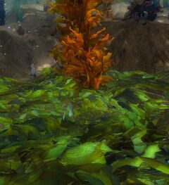 Unnamed object (Benthic Kelp Beds).jpg
