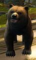 User Katnipz HappyBear.jpg