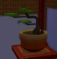 A bonsai pot.