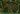 Skyshroud Canopy map.jpg