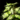 Bowl of Kraitweed Salad.png