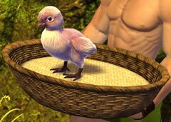 Fallen Chick.jpg