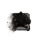 Juvenile Jaguar.png