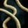 Stolen Bandit Shoelace.png