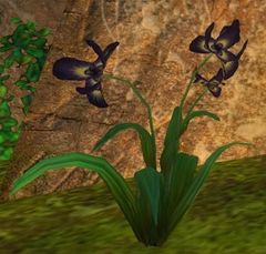 Deadly Nightshade Flower.jpg