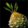 Spiky Fruit.png