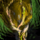 Piece of Mordrem Teragriff Bladder.png