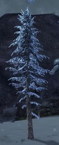 Sapling (Bjora Marches).jpg