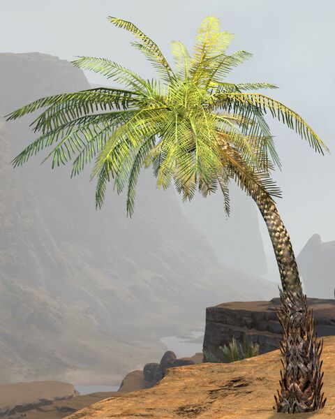 File:Coconut Tree.jpg