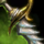 Falchion.png