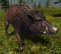 Boar