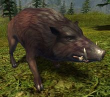 Forest Boar.jpg