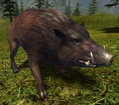 Forest Boar.jpg