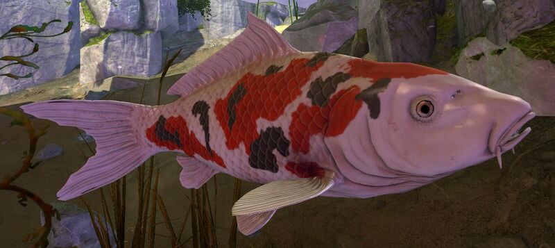 File:Koi fish.jpg