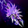 Branded Staff.png