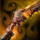 Crimson Dragon Slayer Rifle.png