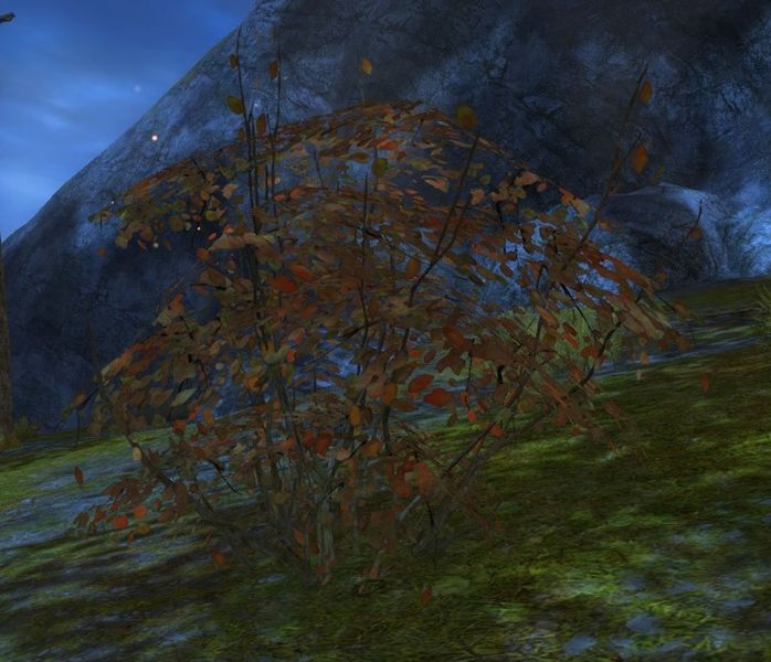 File:Dying Bush.jpg