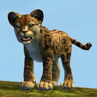 Jungle Stalker Cub.jpg